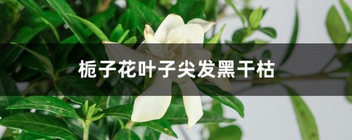 栀子花叶子尖发黑干枯什么原因