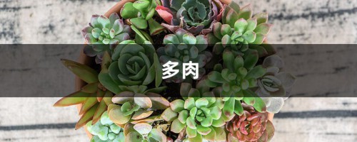 这“5种”多肉植株最难养死，30天就能长满盆，新手最适合！