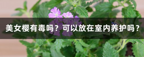 美女樱有毒吗？可以放在室内养护吗？