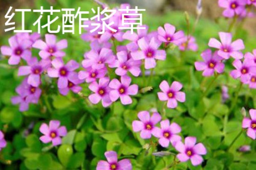 红花酢浆草植株