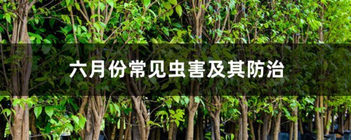 六月份常见虫害及其防治