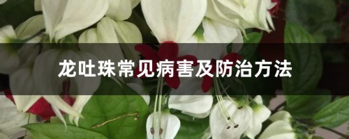 龙吐珠常见病害及防治方法